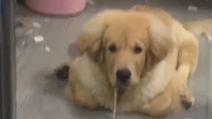 “Golden Retriever • Freshly Baked”