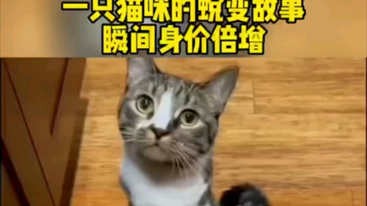 عملية تحول قطة بنجاح إلى تيرانوصور ريكس.