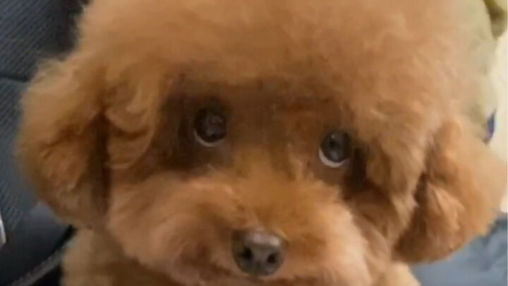 How do dogs across China all make the same “guilty look” when they’ve done something wrong?