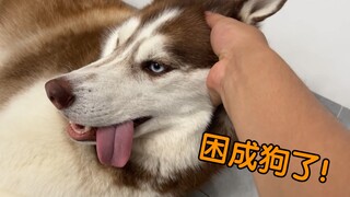 试图拉着二哈一起熬夜，笑死…..它根本扛不住！