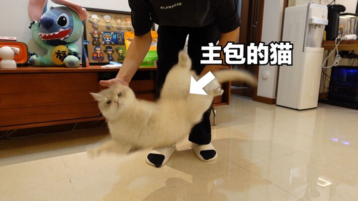Do cats really always land on their feet?