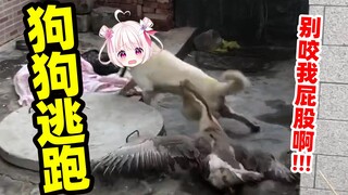狗狗被咬了是真的会骂骂咧咧的！！！