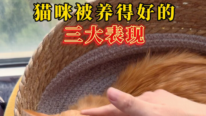 Tiga tanda utama bahwa kucing dirawat dengan baik — berapa banyak yang dimiliki kucing di rumahmu?