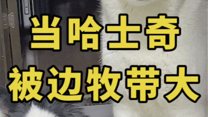 هل الهاسكي يعتبر البيغل الراعي الألماني سيده؟