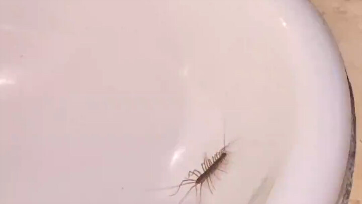 Kebun Binatang Khas Guangdong