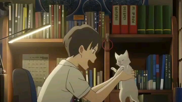 BOY CAT LOVER🤍