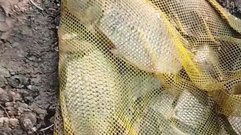 hasil ahir angler