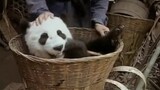 Giant pandas picked up by people in Sichuan in the past. In fact, every household in Sichuan has a g