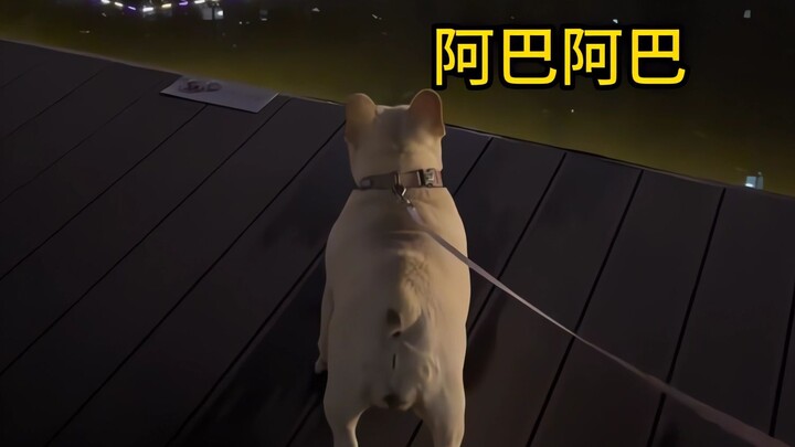 Who on earth taught them to bark like that!