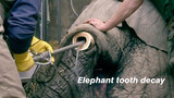 [Animals]How to help an elephant clean its tooth decay