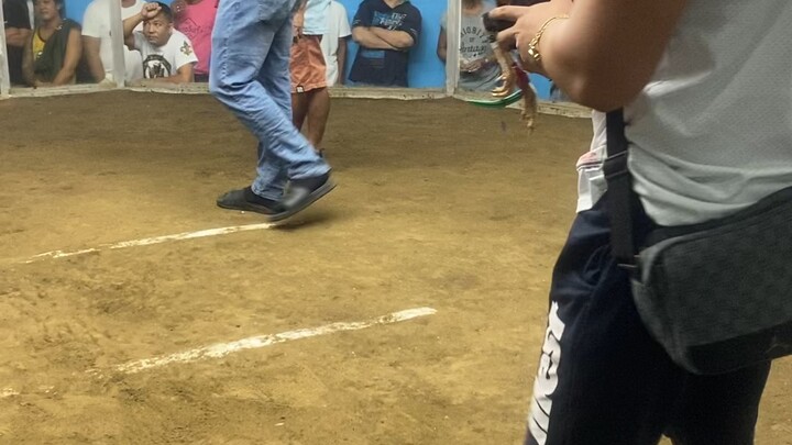 2nd fight win champion 2hits ulutan nov.4,2025 noveleta cavite. #JoeferLgamefarm #backyardbreeder