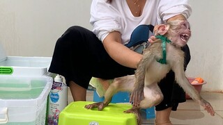 Baby Monkey Maya So Scare Water When Mom Take The Bath For Her