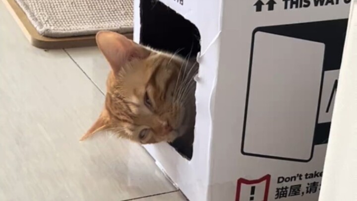 Kucing-kucingan tetap sangat waspada bahkan saat tertidur