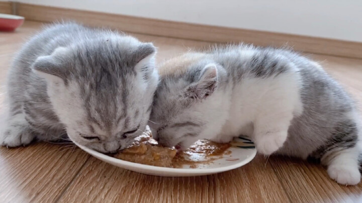 [Pecinta Kucing] Lihat kucingku yang pertama kali makan daging