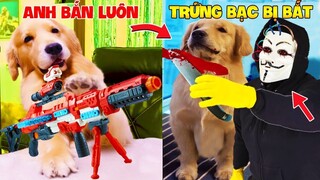 Thú Cưng Vlog | Trứng Bạc Và Trứng Vàng #39 | Chó gâu đần thông minh vui nhộn | Funny pets smart dog