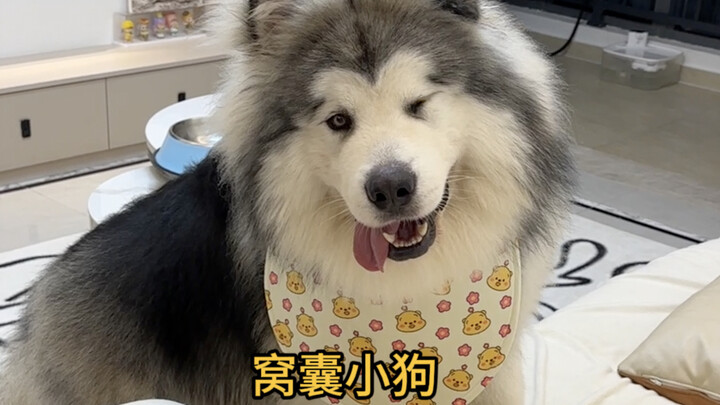 حياة الكلب أسهل من قطع الكف...