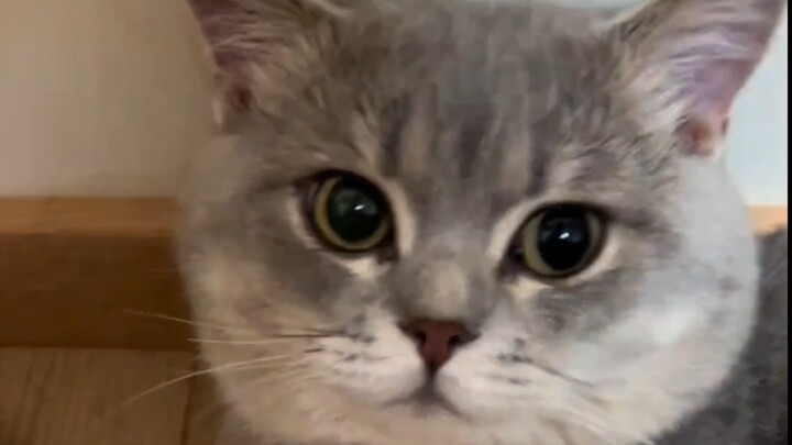 Kucing kecil paling juara dalam hal tidak rela tapi tetap kooperatif, hahaha