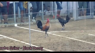 Bamba Striker - Black Henny in Action🤟🐓