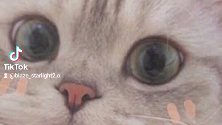 Cute cats🥰🥺 My tiktok acc is blaze_starlight2.o go follow me please🥺 and comment hi😊
