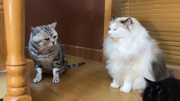 Kucing mulai main drama sketsa?