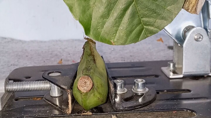 daun vs pisang