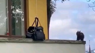 مصعد يدوي للقطة الصغيرة، ما أروعه من حب!