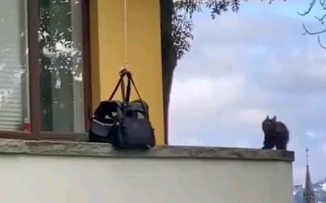 ลิฟต์แบบแมนนวลของน้องแมว น่ารักมากเลย!