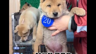 Nổi hứng mua hàng trực tuyến chú nhỏ ở Quảng Tây, ai cũng bảo là chó thứ Hai