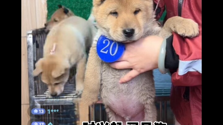 Nổi hứng mua hàng trực tuyến chú nhỏ ở Quảng Tây, ai cũng bảo là chó thứ Hai