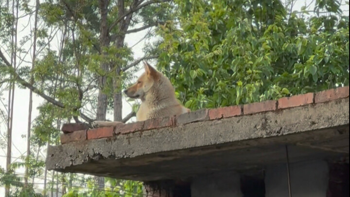 Could it be that farm dogs really work in shifts? So cool,吉祥!