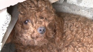 【Animal Circle】Dog left to die on roof alone. Found by kind samaritan.