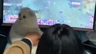 Pet|Cute Cuts of Cats