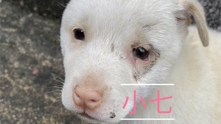 Anak anjing itu dinamai Xiaoqi.