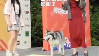 二哈：这票买的值吧