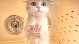 [สัตว์]ลองอาบน้ำให้แมว 5 ตัวเพื่อต้อนรับปีใหม่