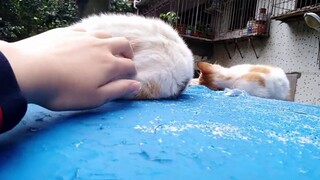 Terakhir kali kucing itu dicuri dan saudara perempuannya dibawa terbang bersama? Dua kucing liar asy