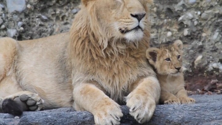 [Animal] A juvenile lion likes to have fun with someone older