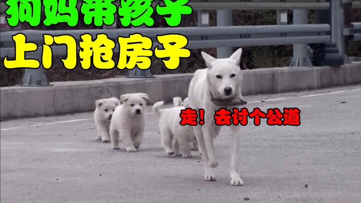 Anjing liar betina membawa 4 anaknya menemui sang ayah, berebut rumah dan makanan; setelah pemeriksa