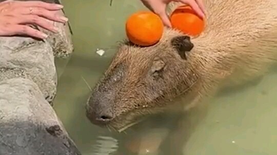 ฮิปโปแคระขี้เกียจ