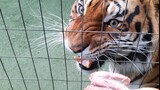 Tigers don't like to hear about late food in any language !