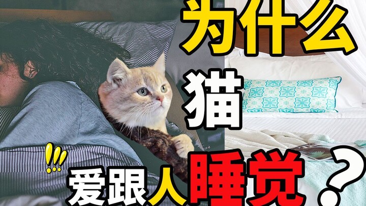 猫为什么爱跟人睡觉？你家猫咪会跟你睡吗？