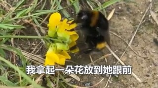 أنقذ أحد مستخدمي الإنترنت نحلة دب صغيرة ثم بنى لها منزلاً.