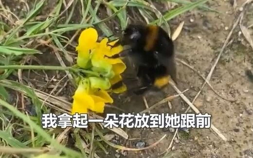 أنقذ أحد مستخدمي الإنترنت نحلة دب صغيرة ثم بنى لها منزلاً.