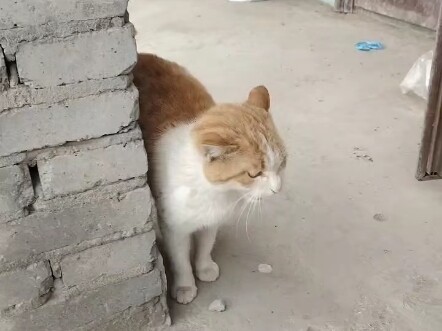 The cat at my dad’s factory