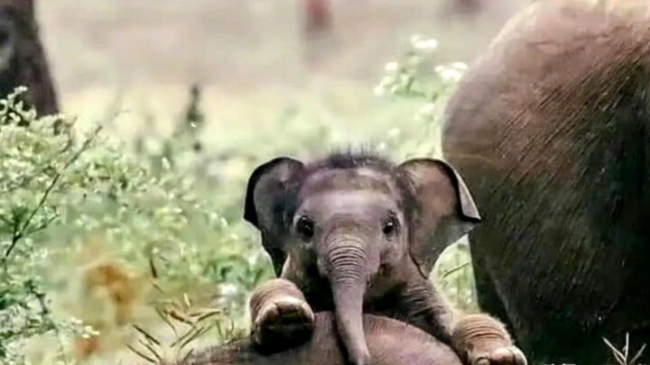 صغير الفيل الذي يهرع لشرب الحليب