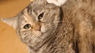 《麻麻，这不合礼数》