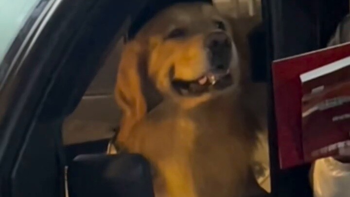 สุนัขสับสนมากจนกลายเป็นมนุษย์