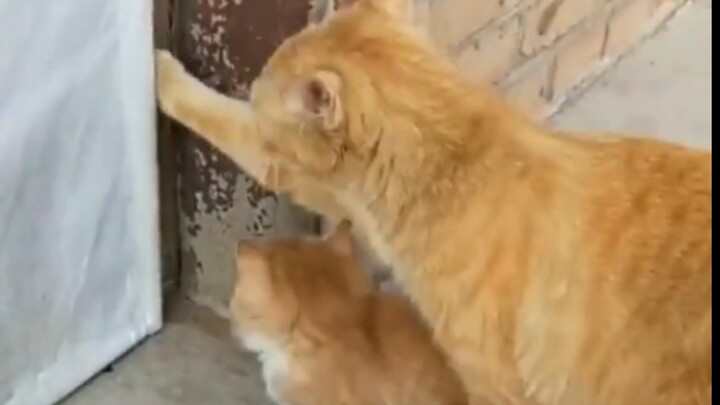 Kumpulan: Induk Kucing dan Anak Kucing