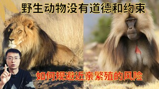 Social animals have no moral restraints—so why aren’t they afraid of “inbreeding”? And how do they a