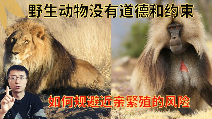 Động vật sống theo bầy đàn không có ràng buộc đạo đức, vậy tại sao chúng không sợ "giao phối cận huy